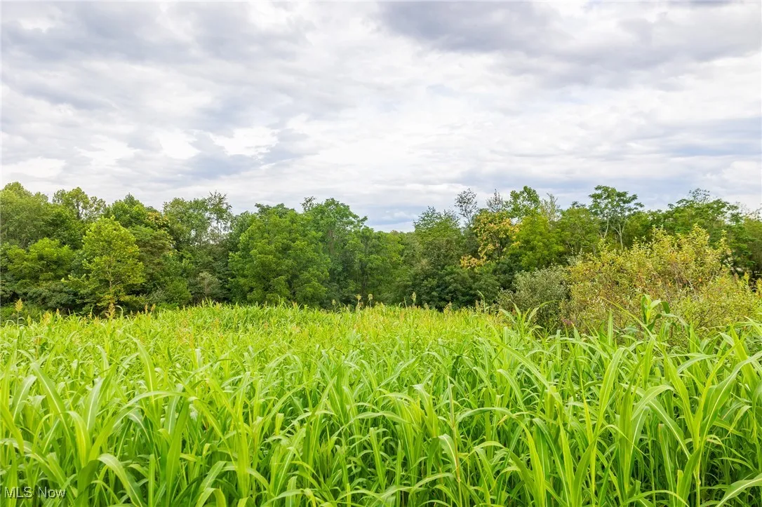 View of nature