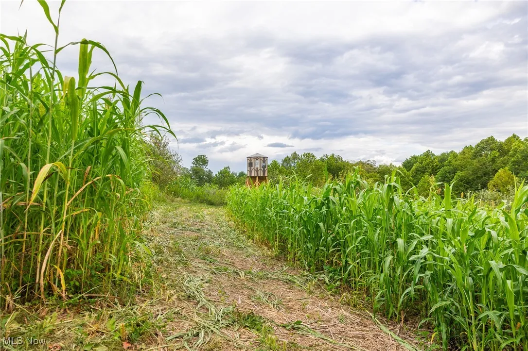 View of undeveloped land