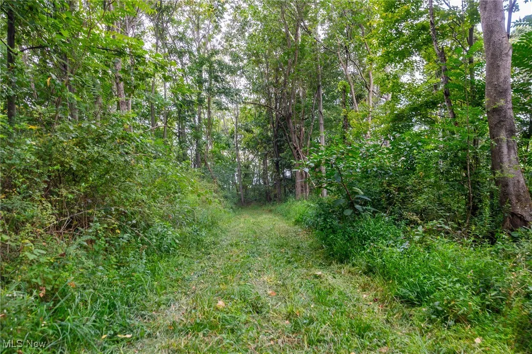 View of tree filled area