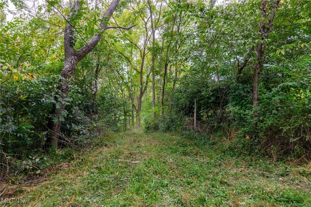 View of tree filled area
