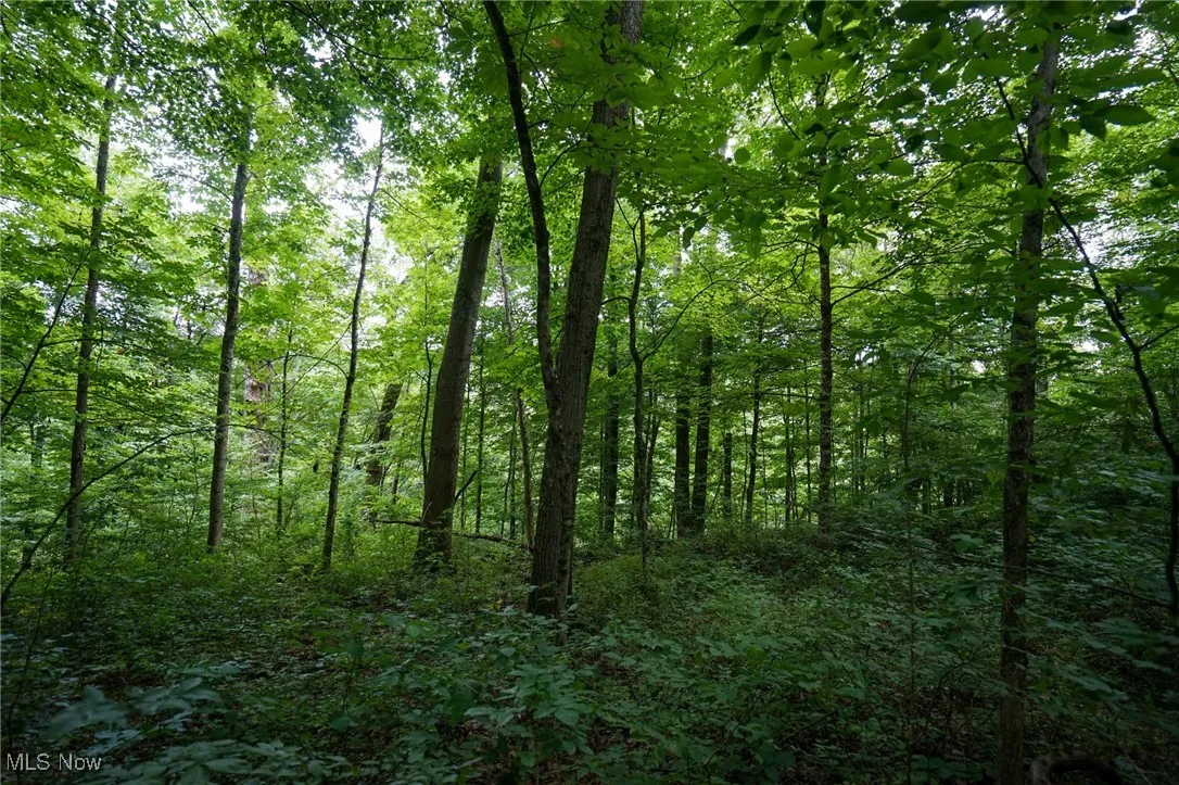 View of wooded area