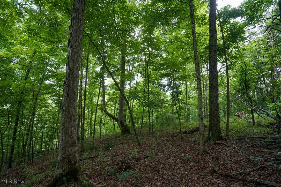 View of wooded area