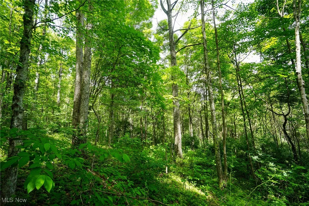 View of tree filled area