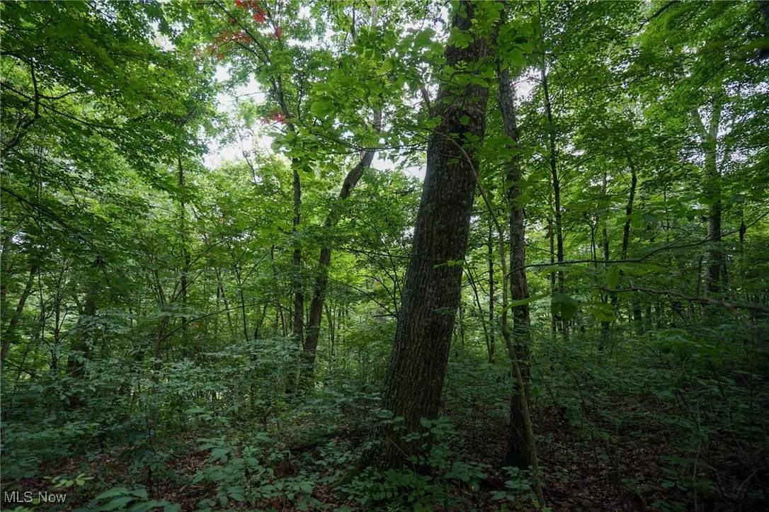 View of wooded area