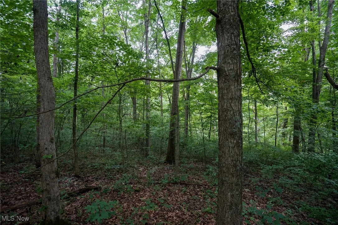 View of woods