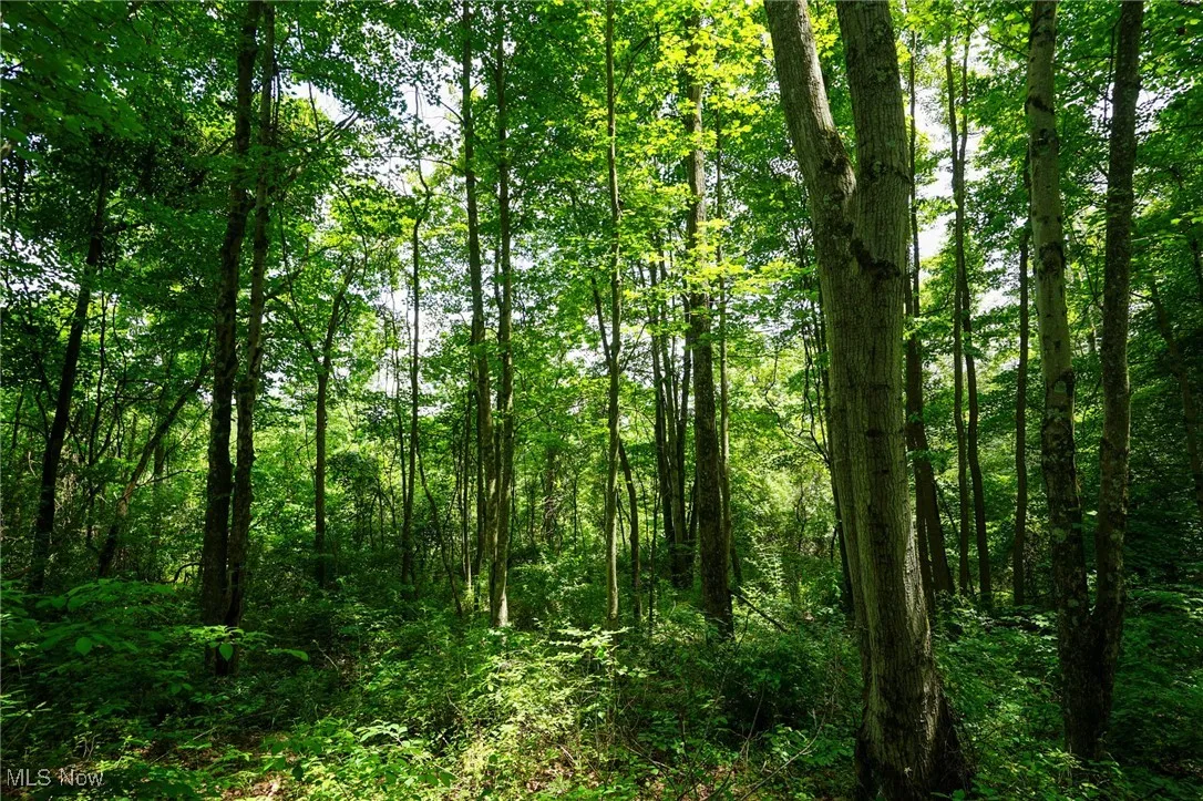 View of tree filled area