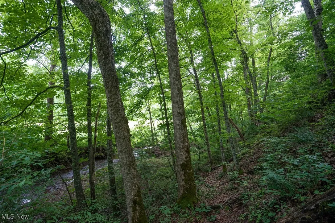 View of tree filled area