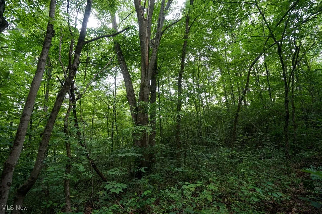 View of woods