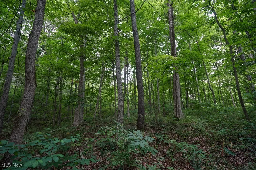 View of tree filled area