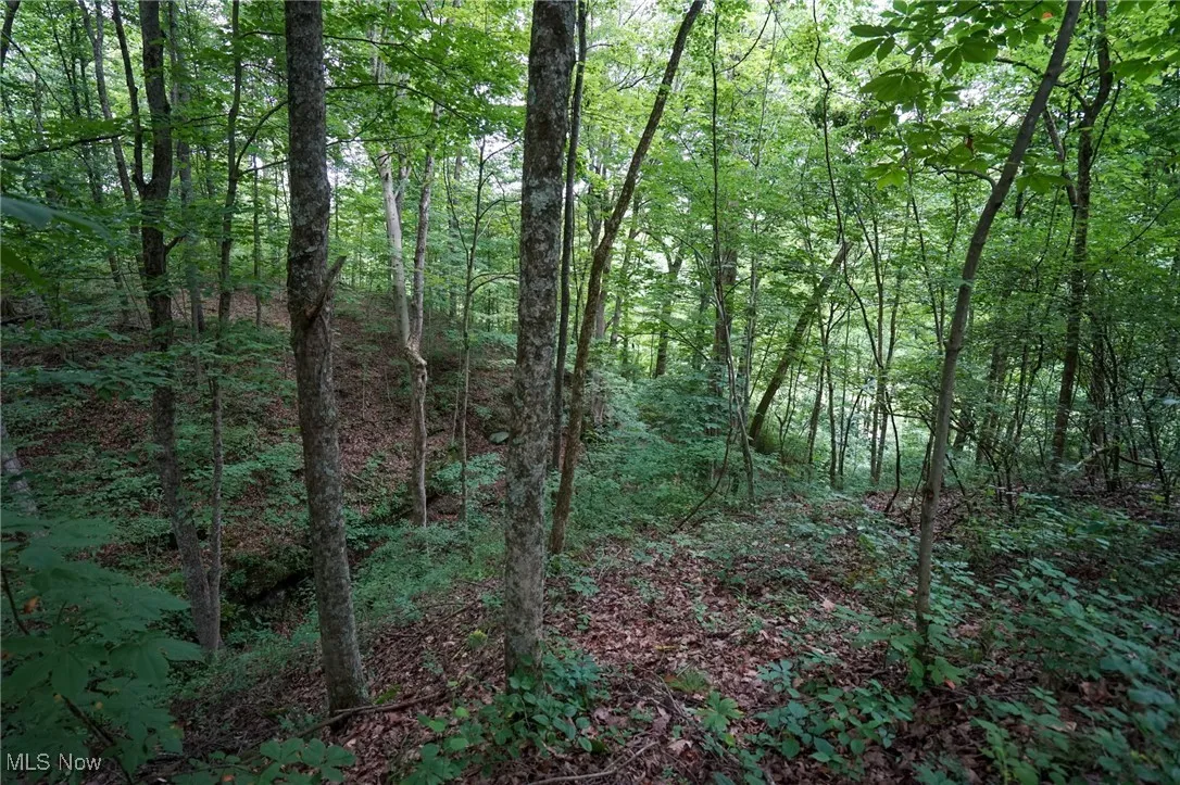 View of tree filled area