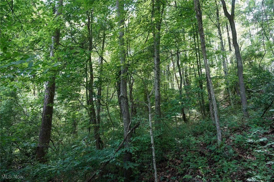 View of wooded area