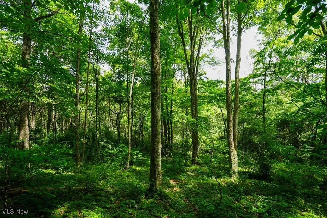 View of tree filled area