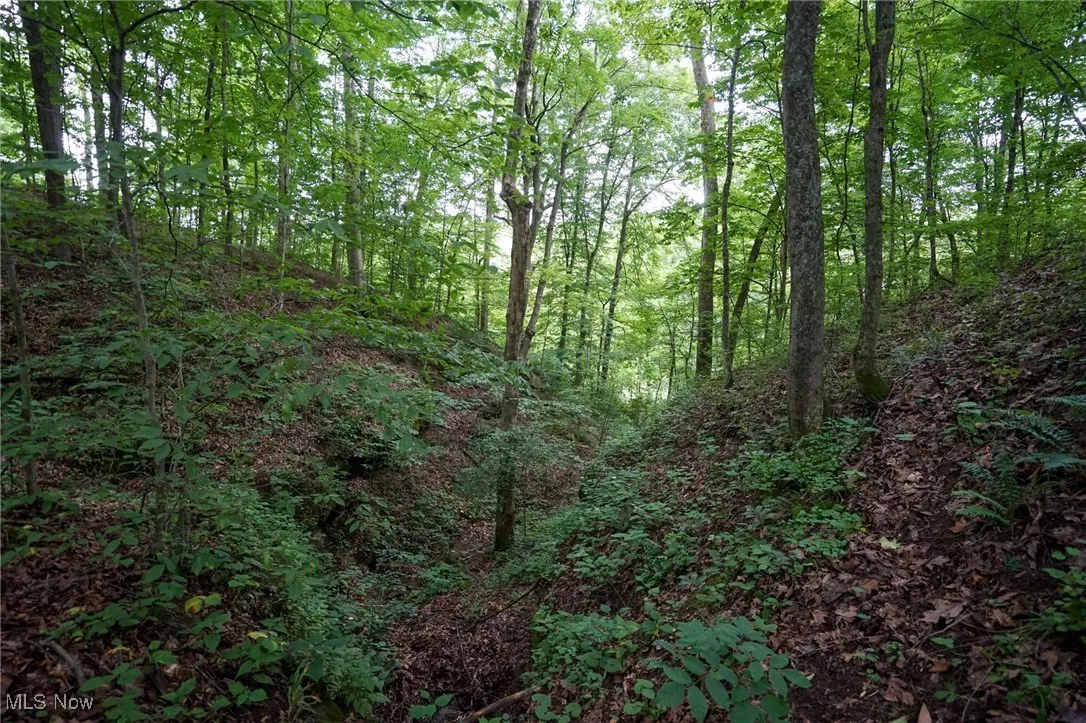 View of tree filled area