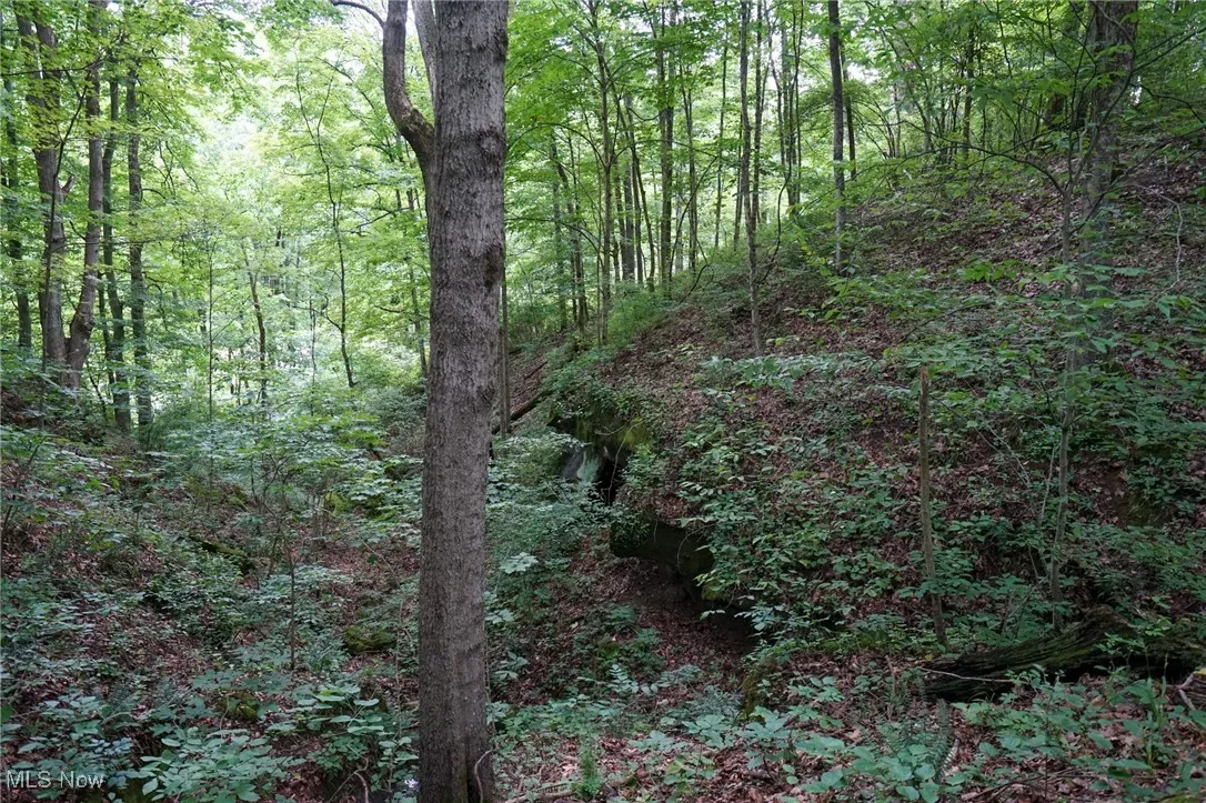View of woods