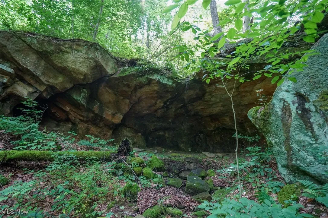 View of local wilderness