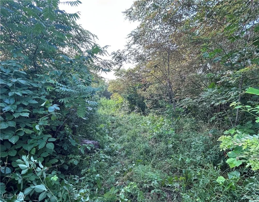 View of wooded area