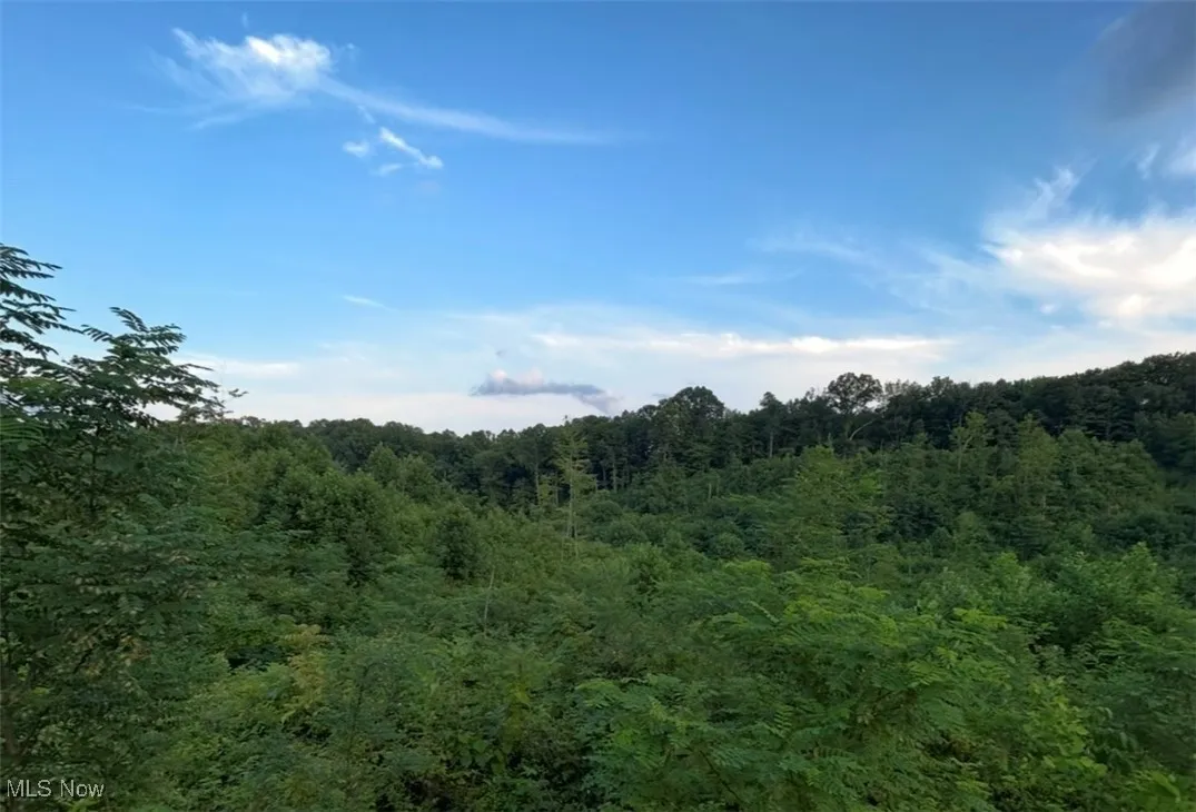View of tree filled area