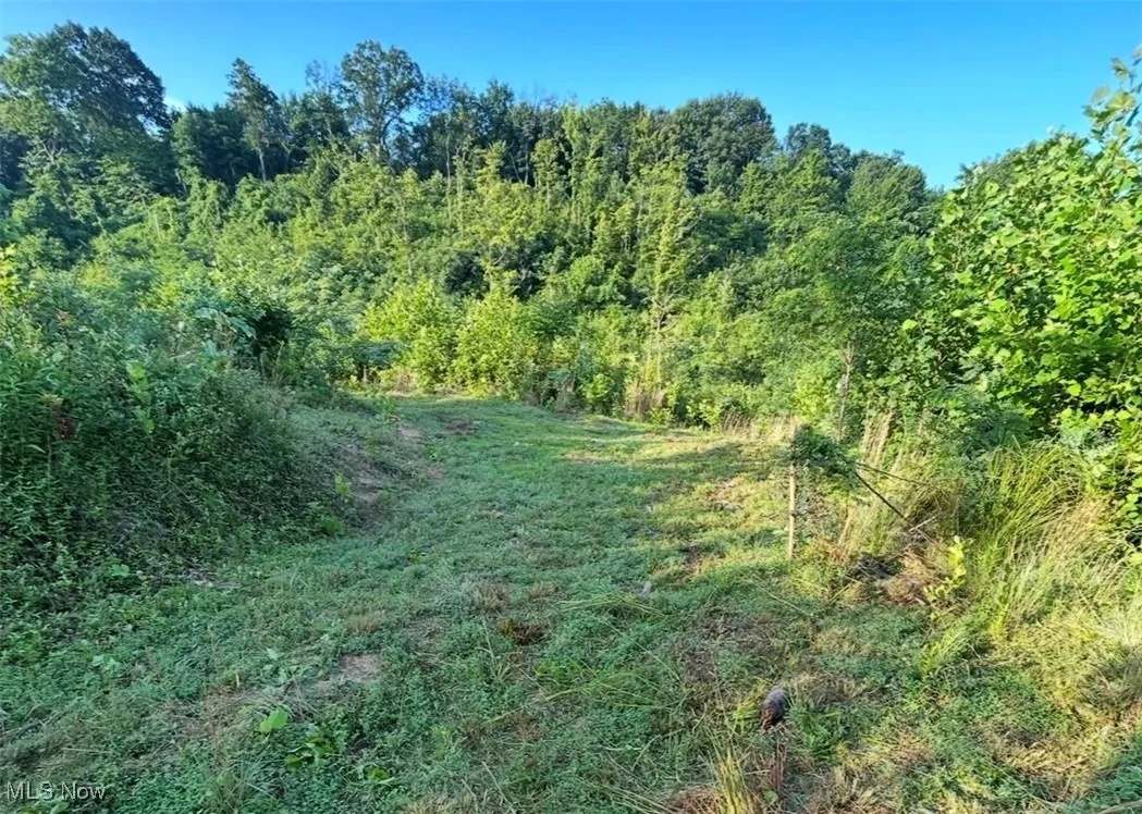 View of wooded area