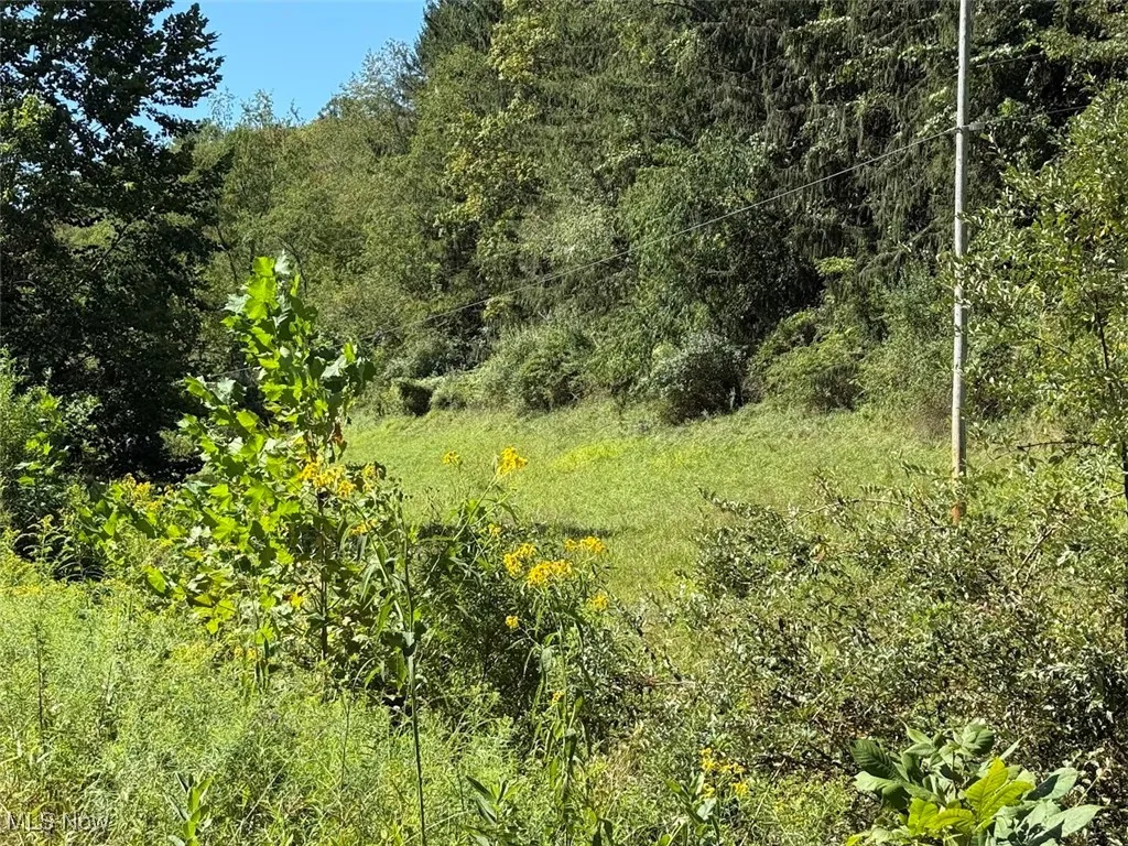 View of tree filled area