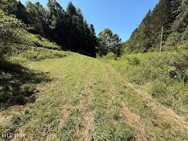 View of local wilderness