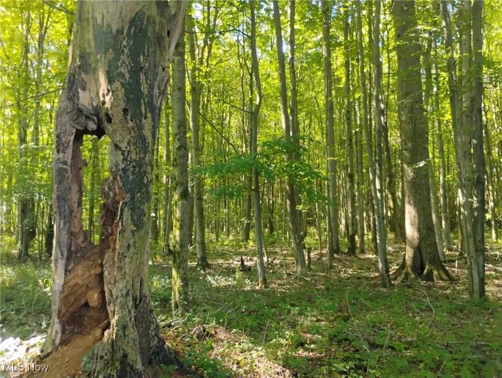View of woods