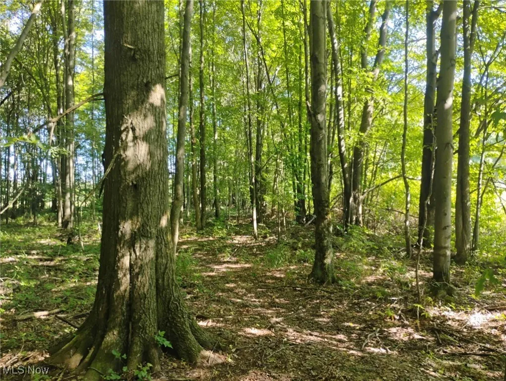 View of woods