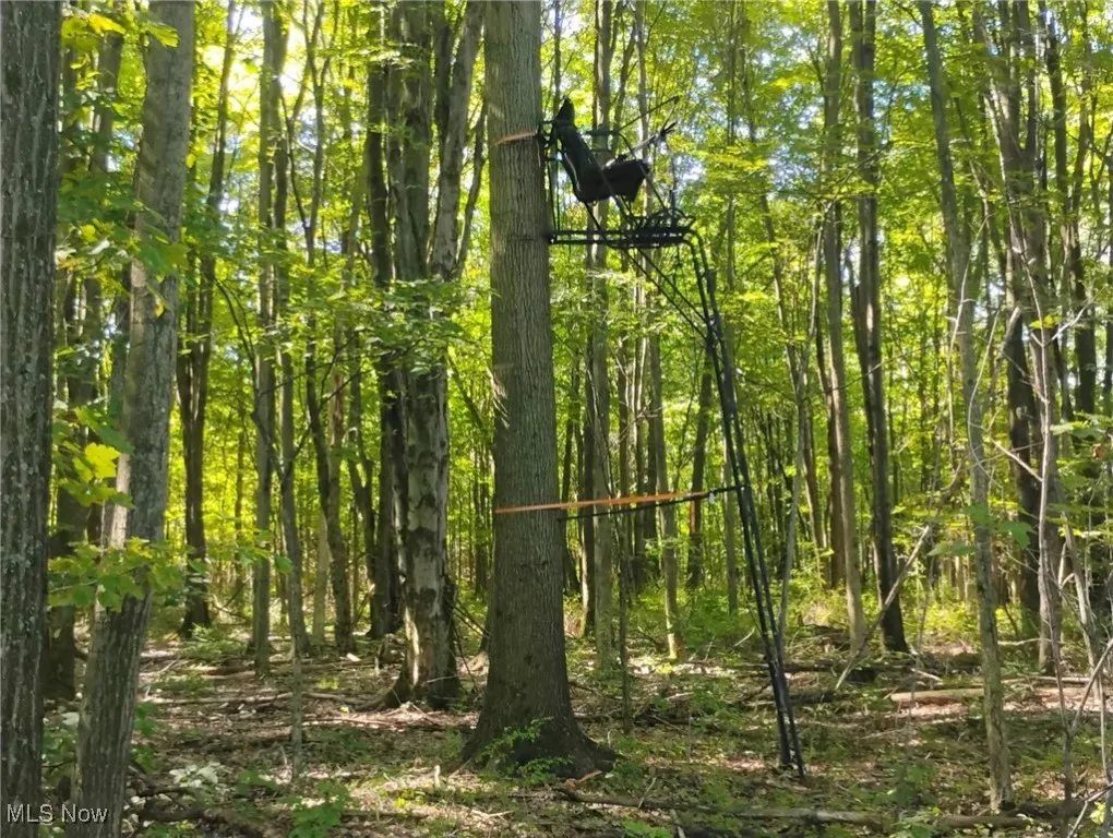View of woods