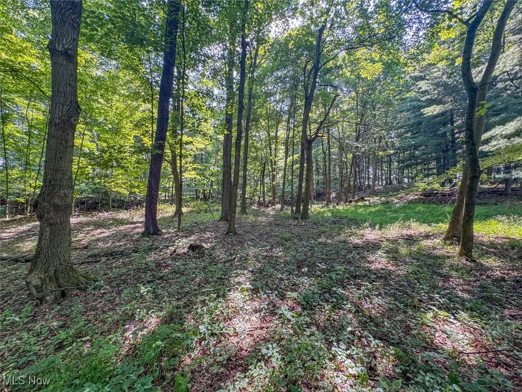 View of wooded area