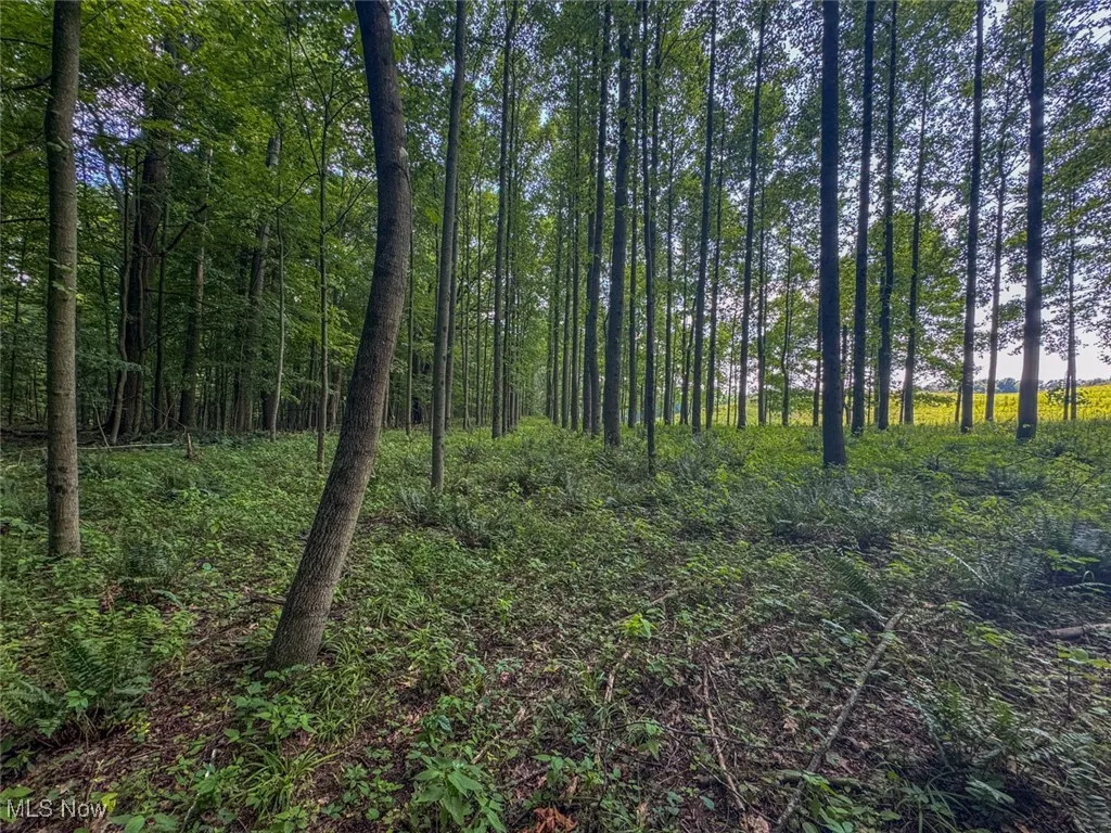 View of tree filled area