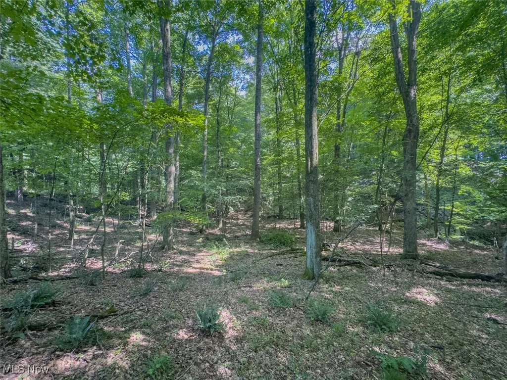 View of undeveloped land