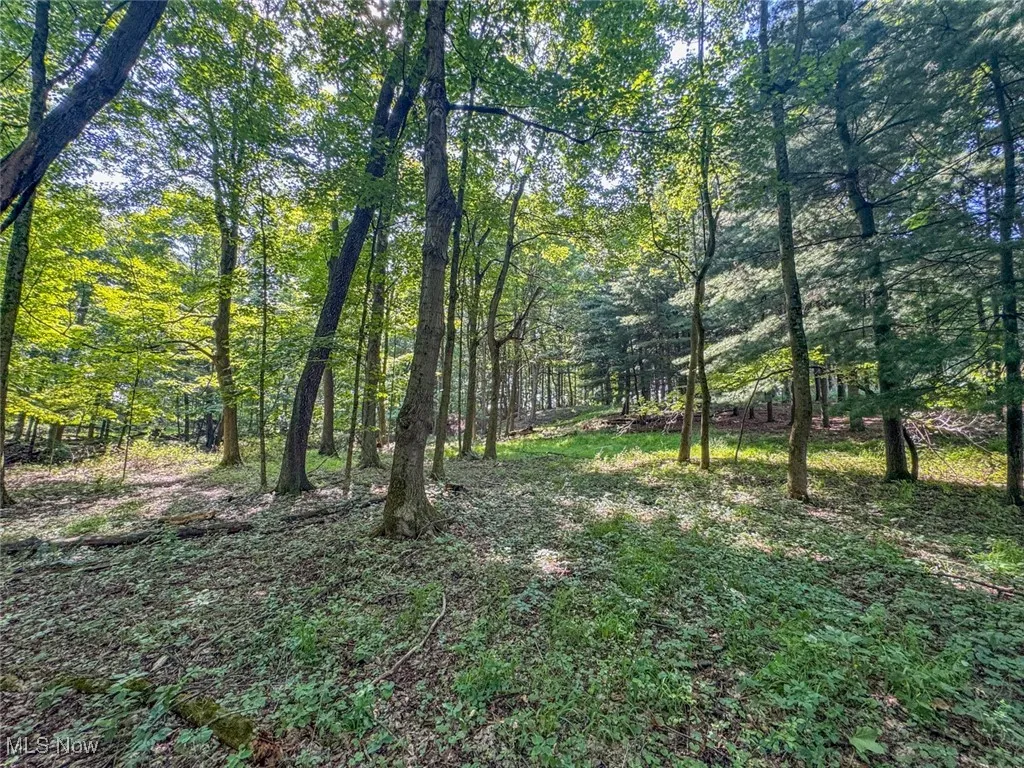 View of wooded area