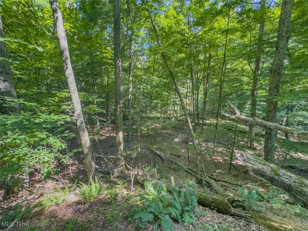 View of wooded area
