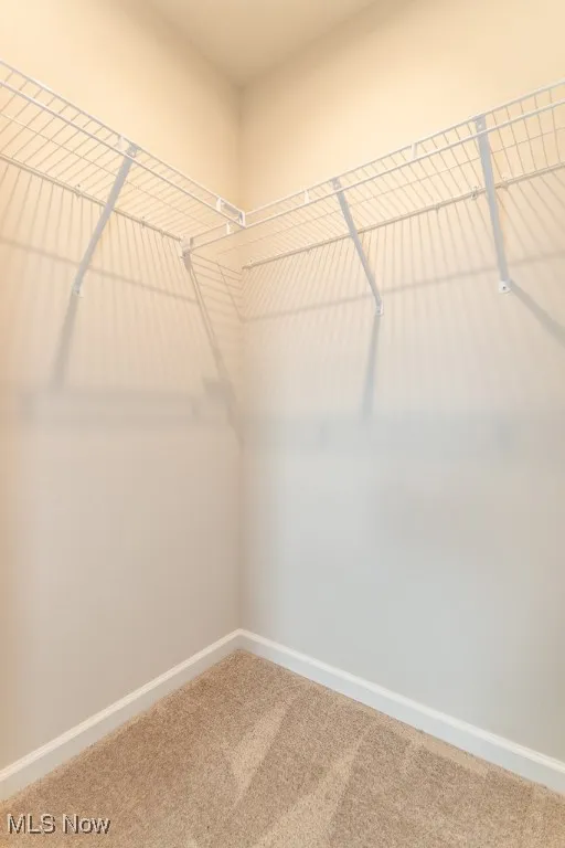 Spacious closet featuring carpet floors