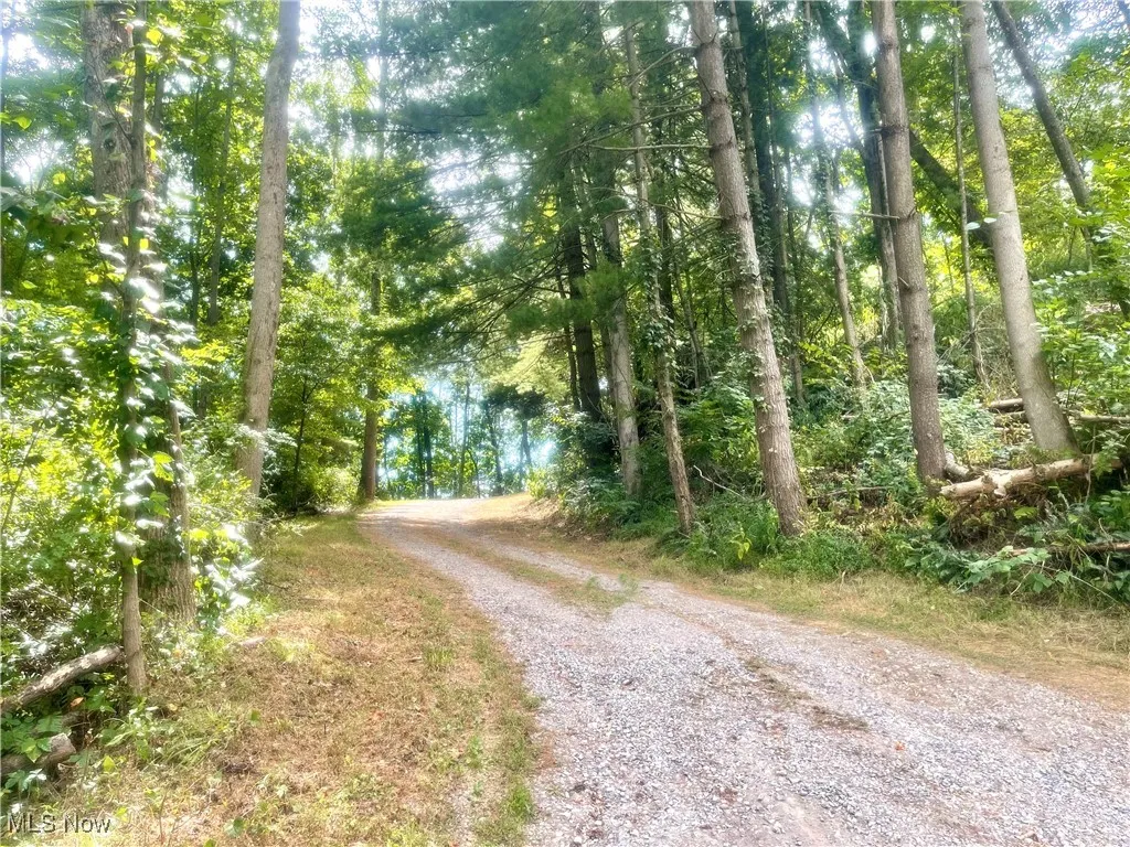 Woods