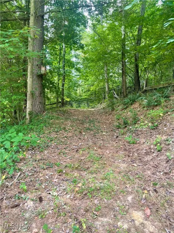 Trail into the woods