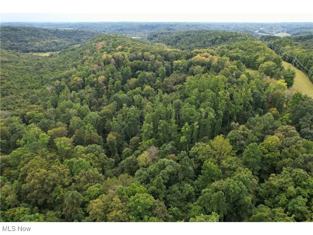 Bird's eye view of a forest