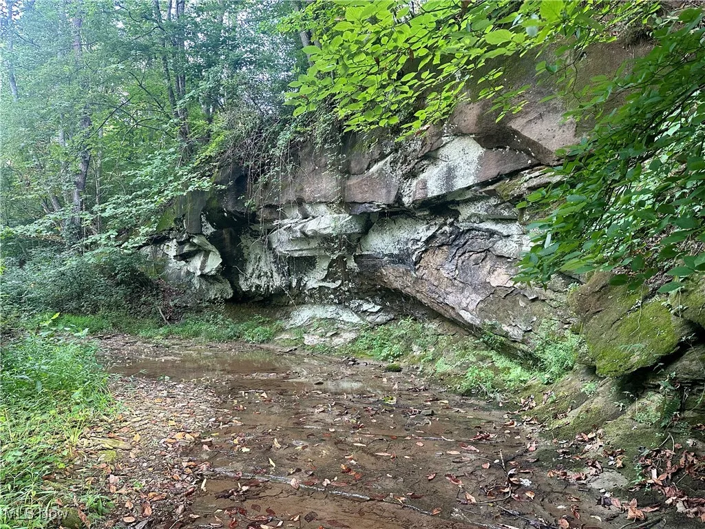 View of local wilderness
