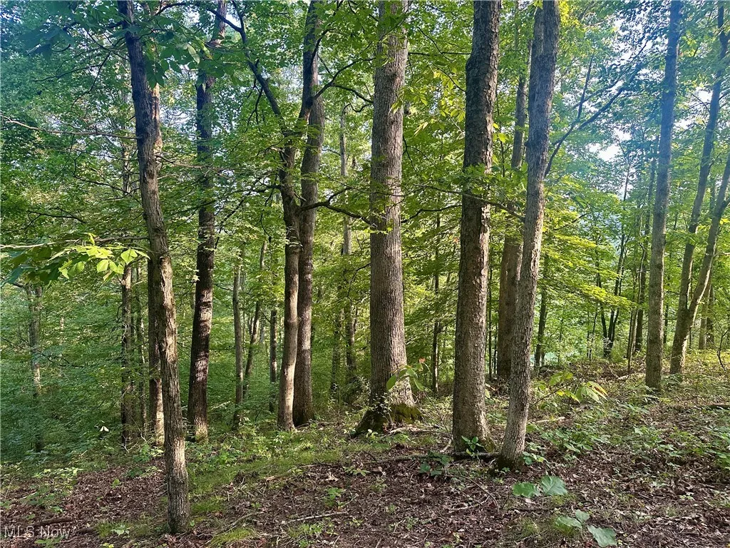 View of wooded area