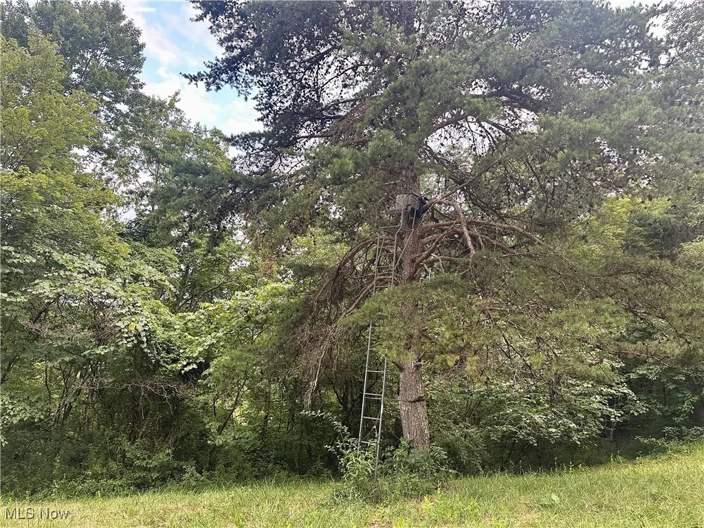 View of wooded area