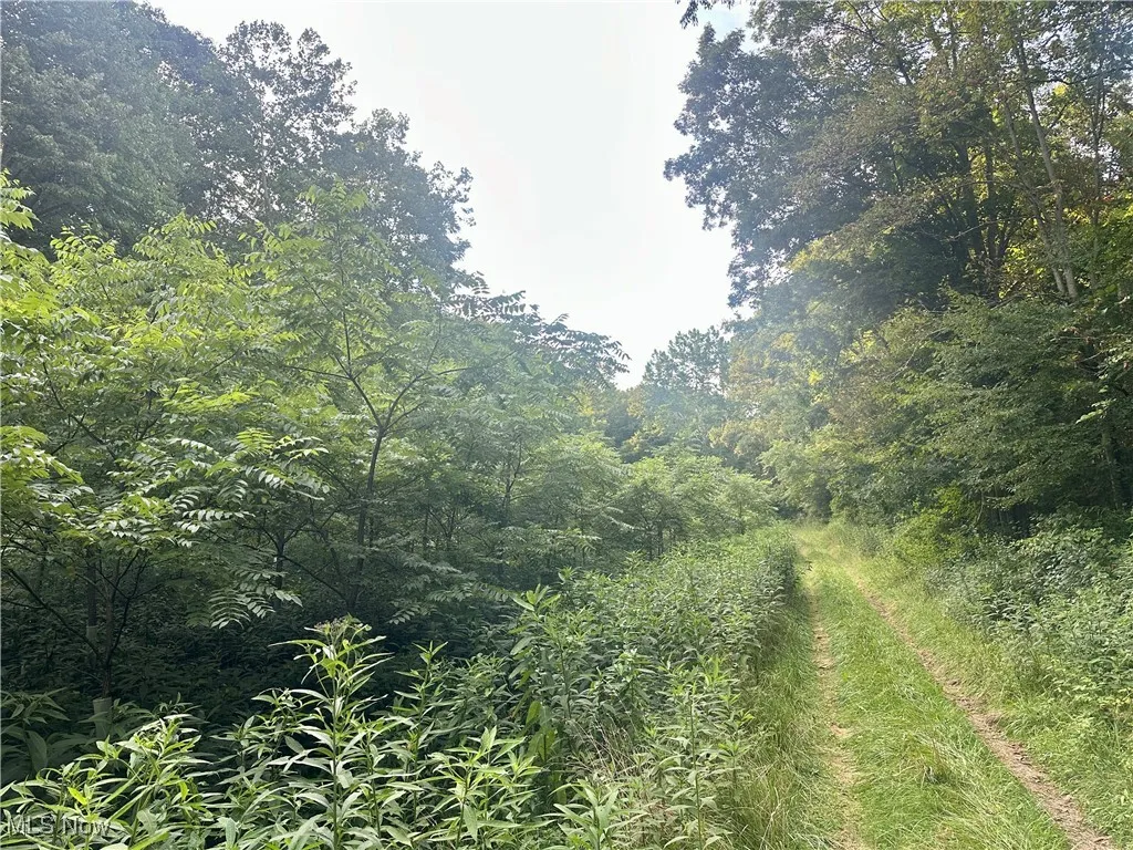 View of tree filled area