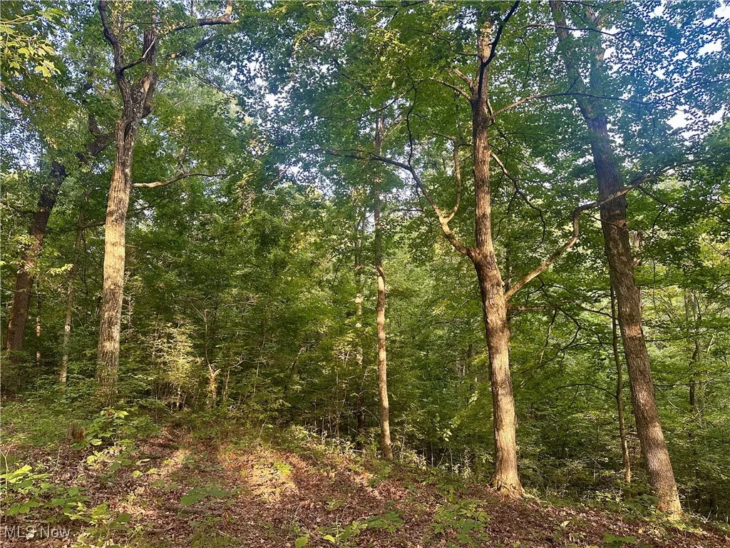 View of wooded area