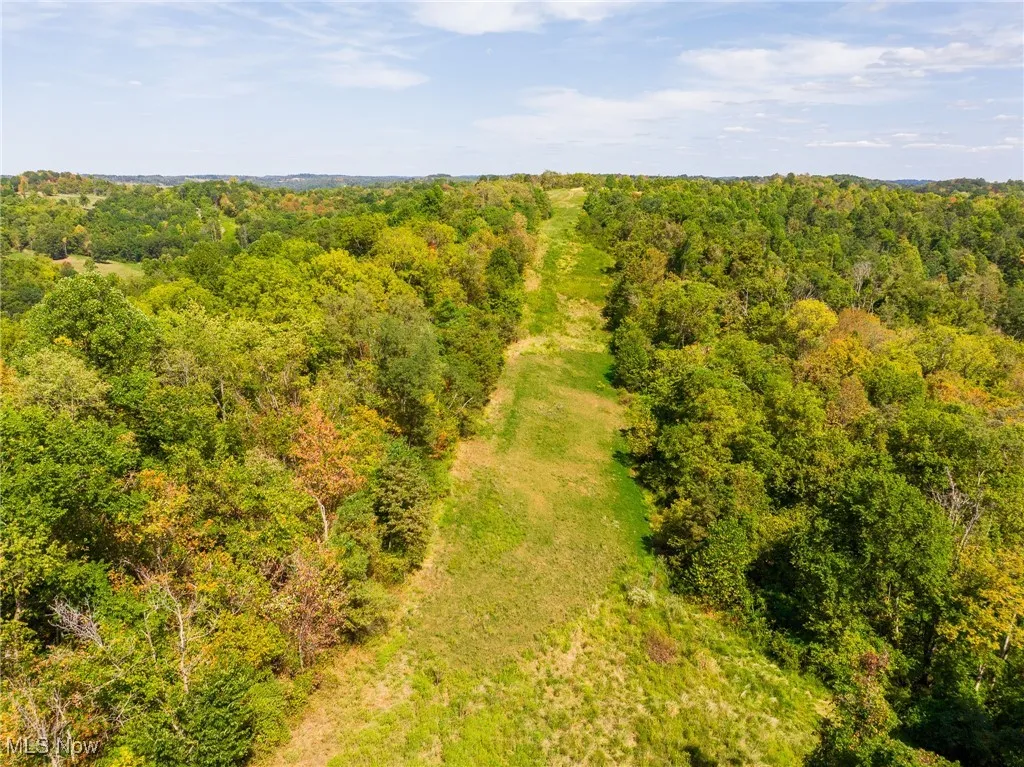 Bird's eye view of a forest