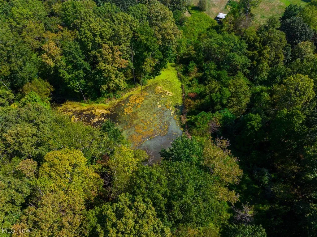 Aerial view of a forest