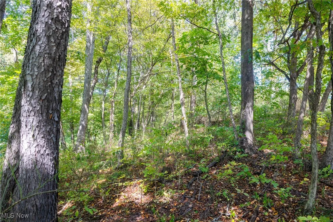 View of wooded area