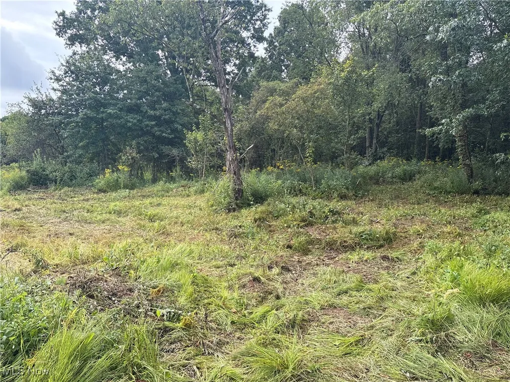 View of local wilderness