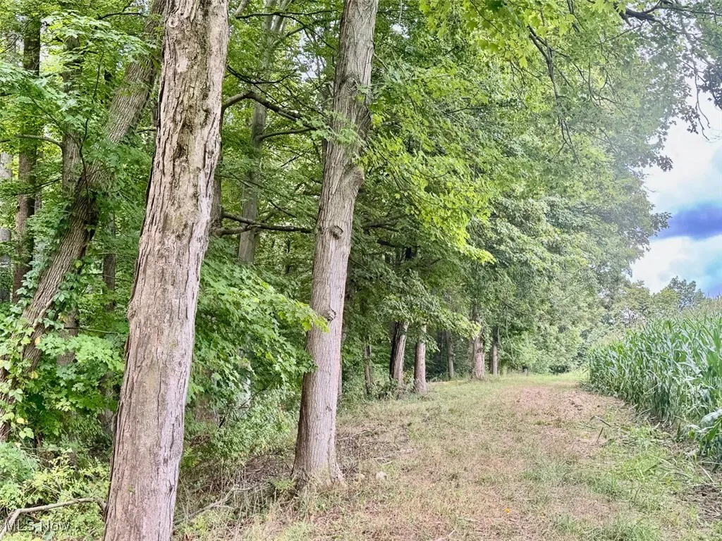View of tree filled area