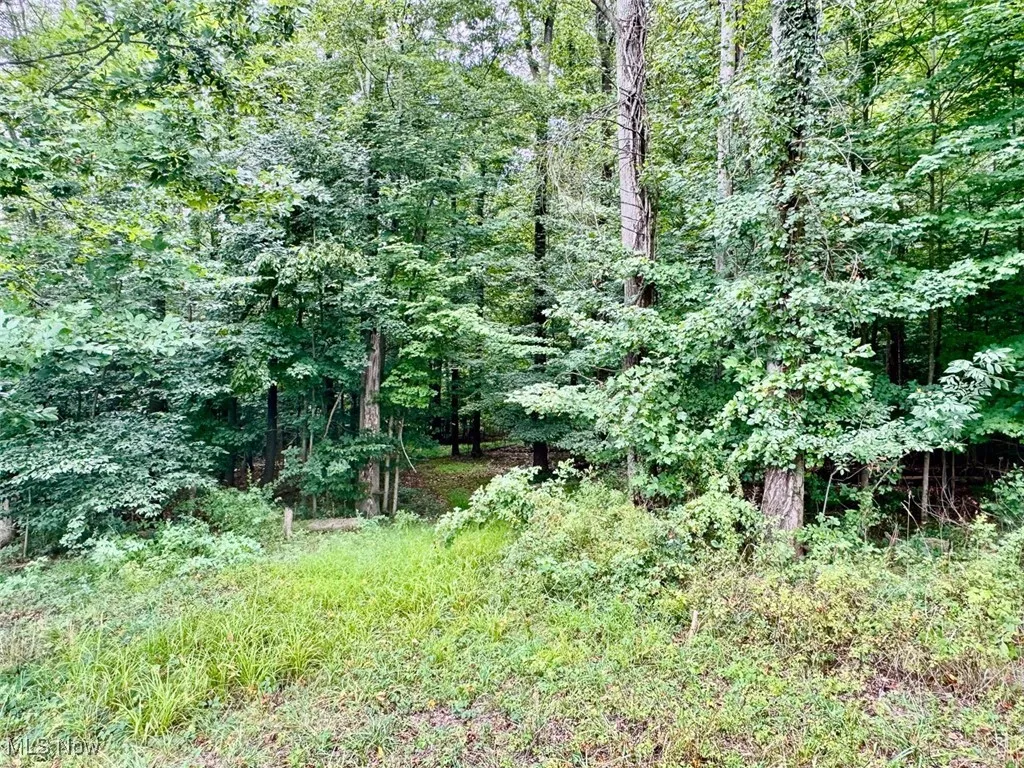 View of woods