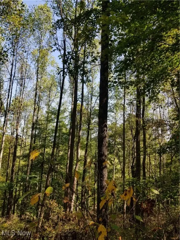 View of local wilderness