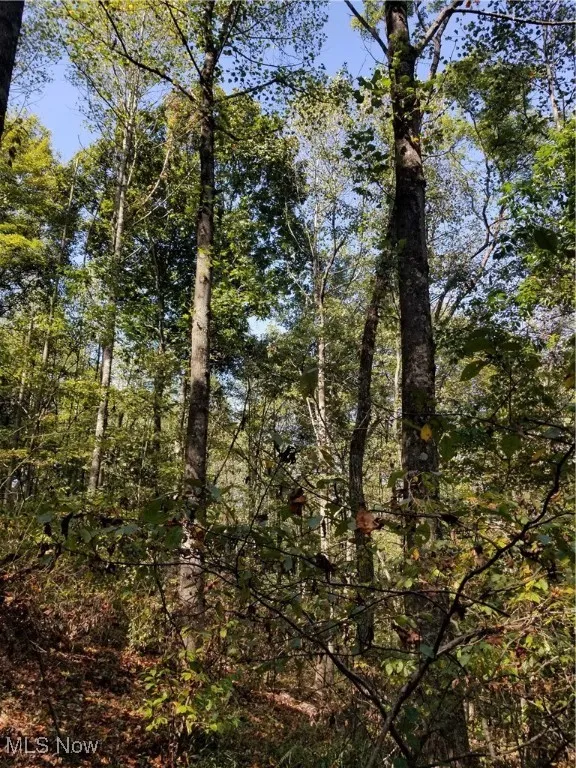 View of wooded area