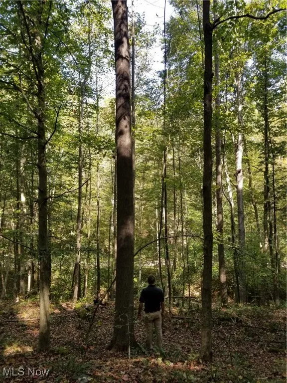 View of tree filled area